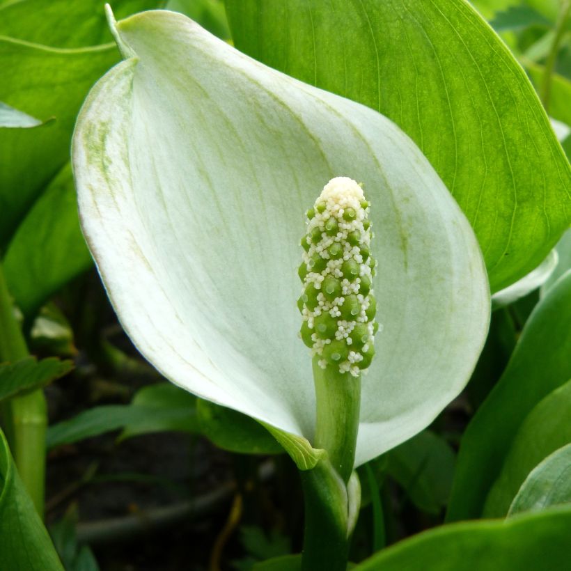 Calla palustris - Water arum (Flowering)