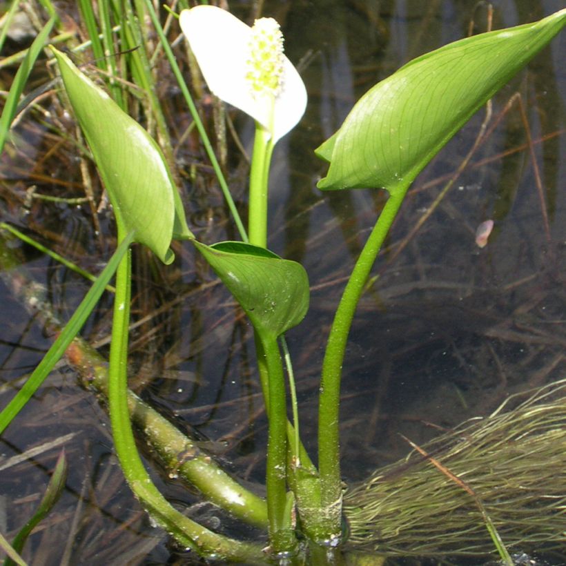 Calla palustris - Water arum (Plant habit)