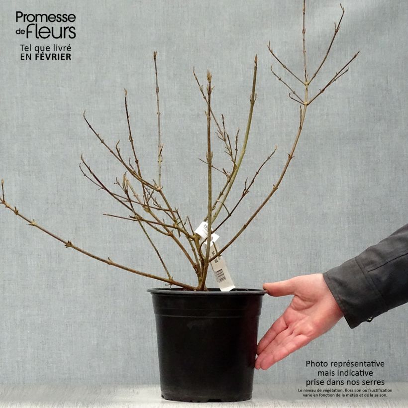 Callicarpa bodinieri Imperial Pearl en pot de 3L/4L sample as delivered in winter