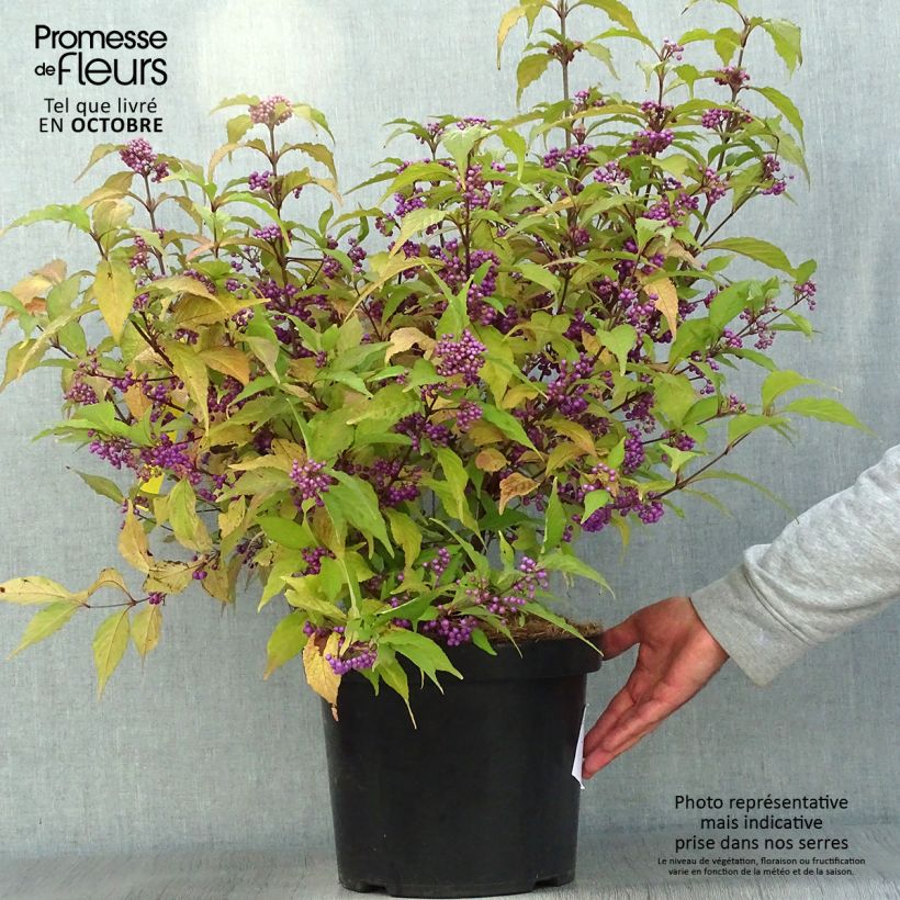 Callicarpa bodinieri Magical Deep Purple Kolmdepu 7.5L/10L pot sample as delivered in autumn