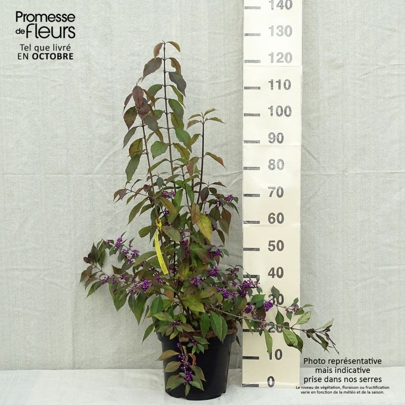 Callicarpa bodinieri Magical Purple Giant 7.5L/10L pot sample as delivered in autumn