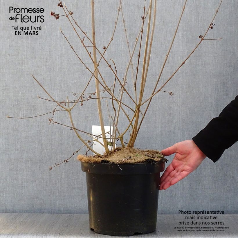 Callicarpa bodinieri Magical Purple Giant Pot de 10L sample as delivered in winter