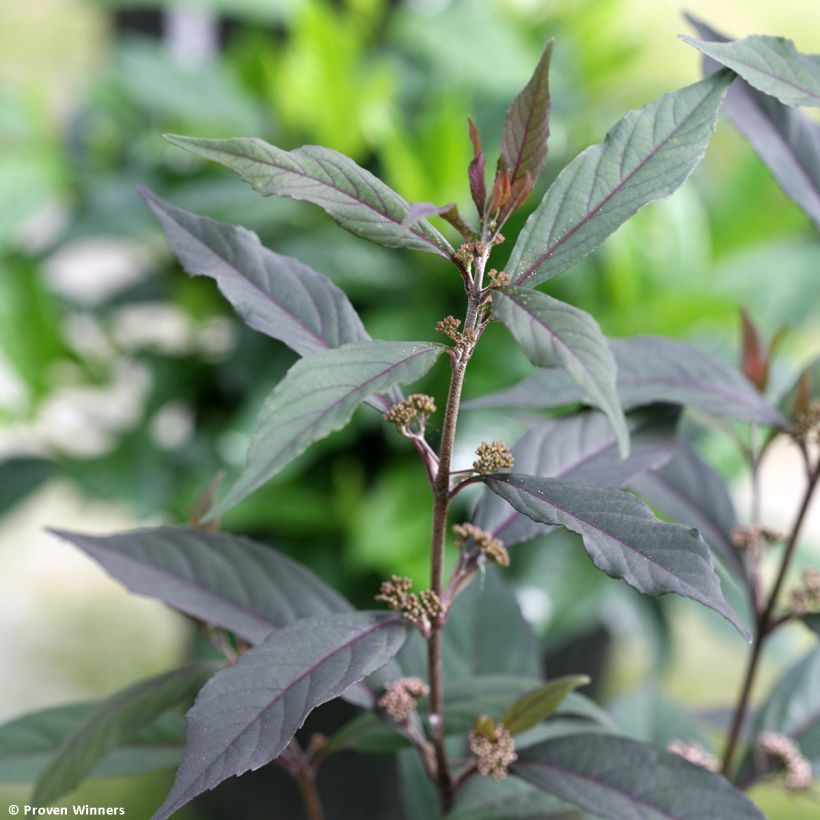 Callicarpa bodinieri Pearl Glam (Foliage)