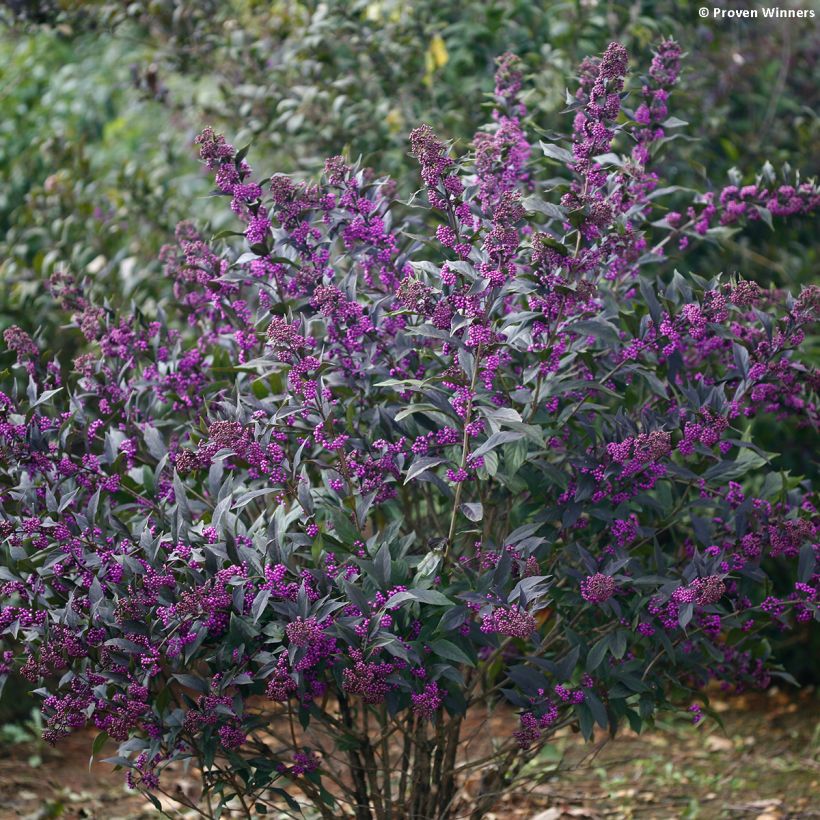 Callicarpa bodinieri Pearl Glam (Plant habit)