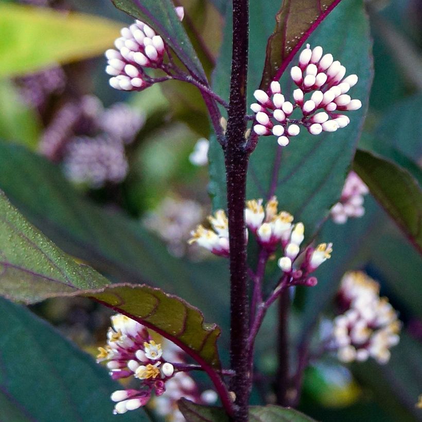 Callicarpa bodinieri Pearl Glam (Flowering)