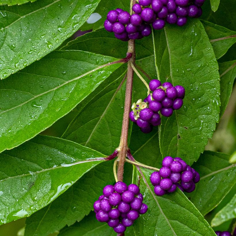 Callicarpa dichotoma (Harvest)