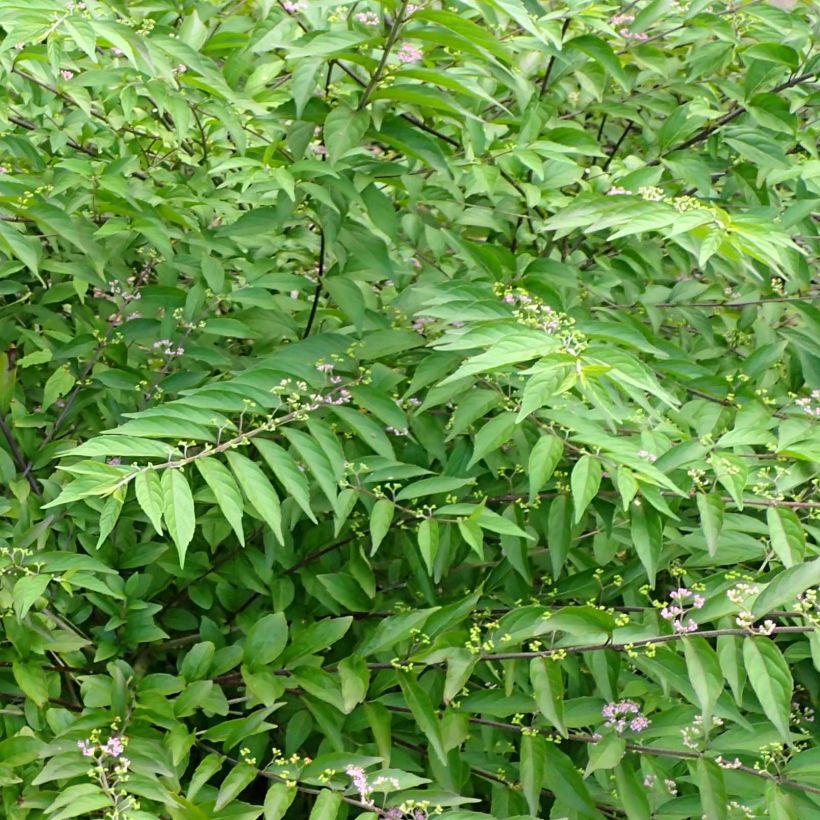 Callicarpa dichotoma Issai (Foliage)