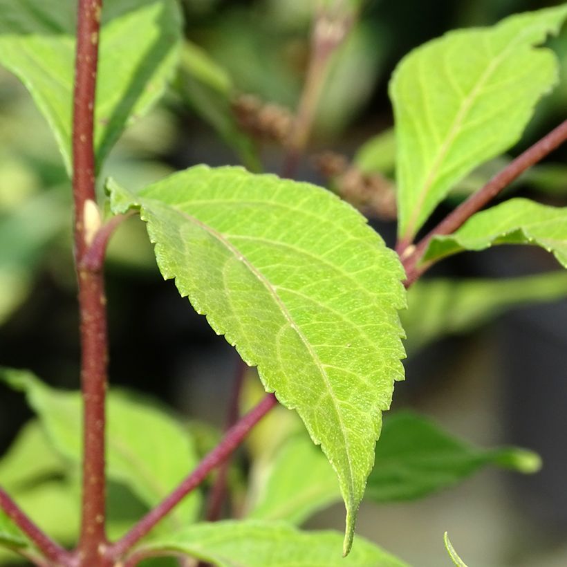 Callicarpa dichotoma Cardinal (Foliage)