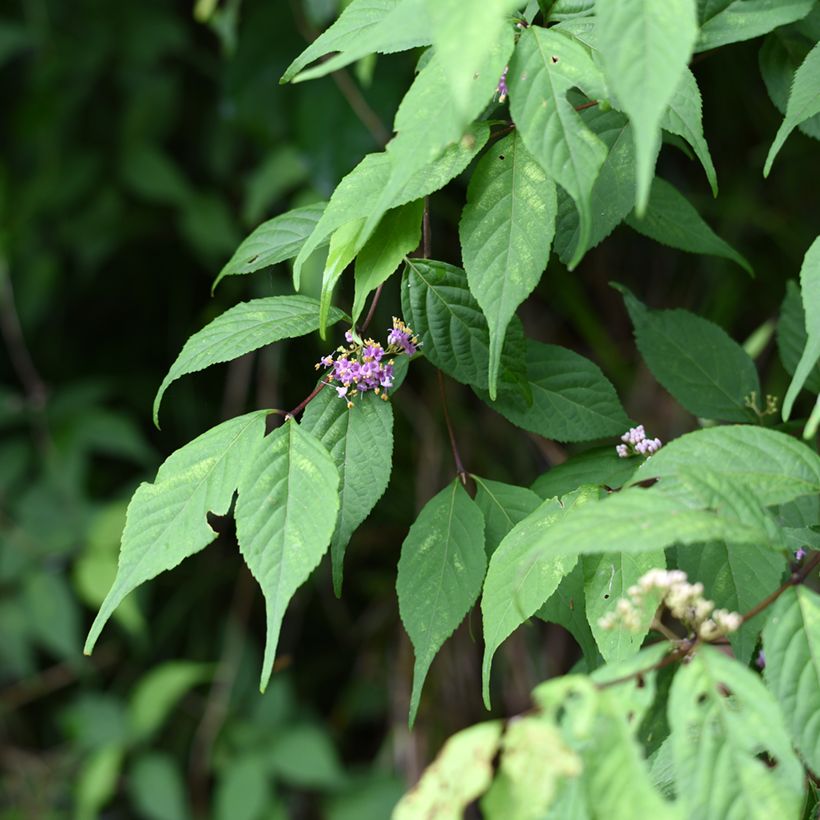 Callicarpa japonica (Foliage)