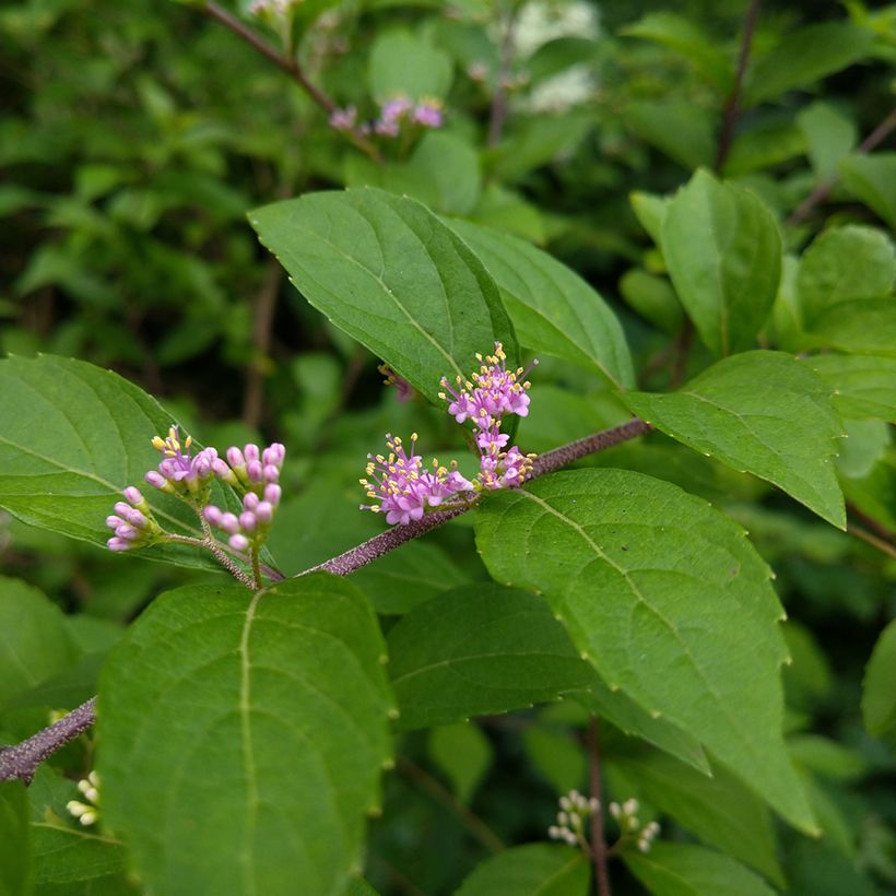 Callicarpa japonica (Flowering)