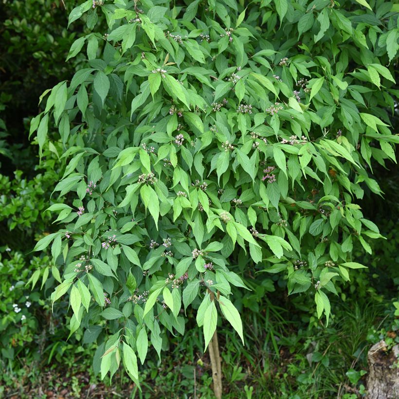 Callicarpa japonica (Plant habit)