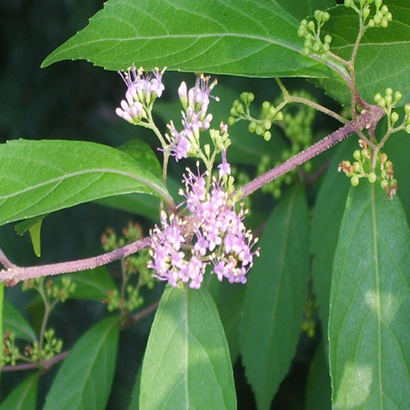 Callicarpa kwangtungensis (Foliage)