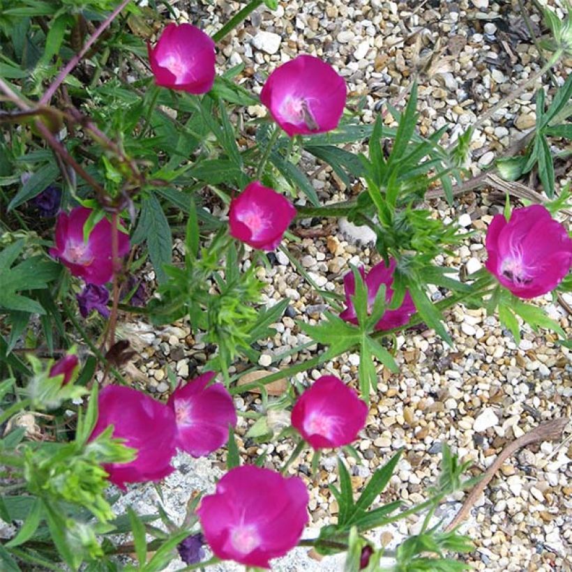 Callirhoe involucrata - Winecup (Flowering)