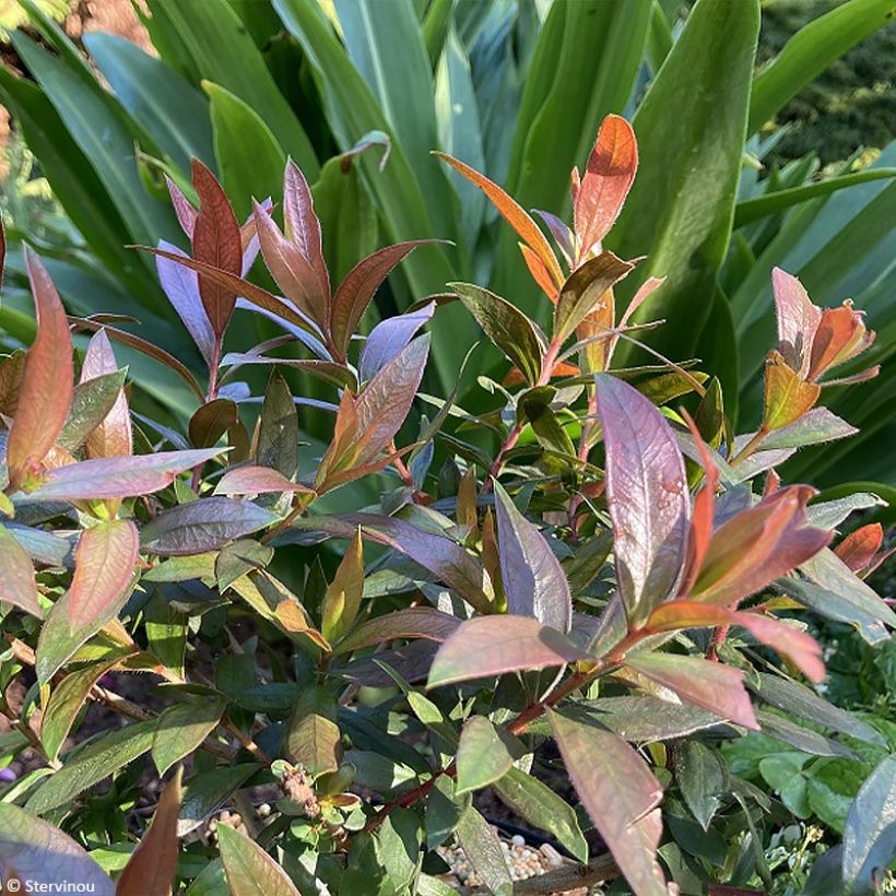 Callistemon citrinus Red Rocket - Bottlebrush (Foliage)