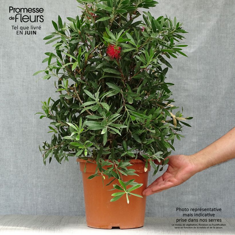 Callistemon citrinus Splendens - Bottlebrush 7.5L/10L pot sample as delivered in summer