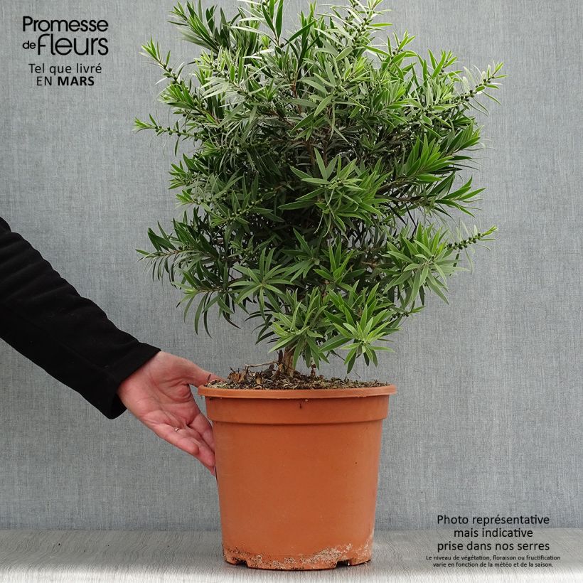 Callistemon masotti Mini Red - Bottlebrush 7.5L/10L pot sample as delivered in spring