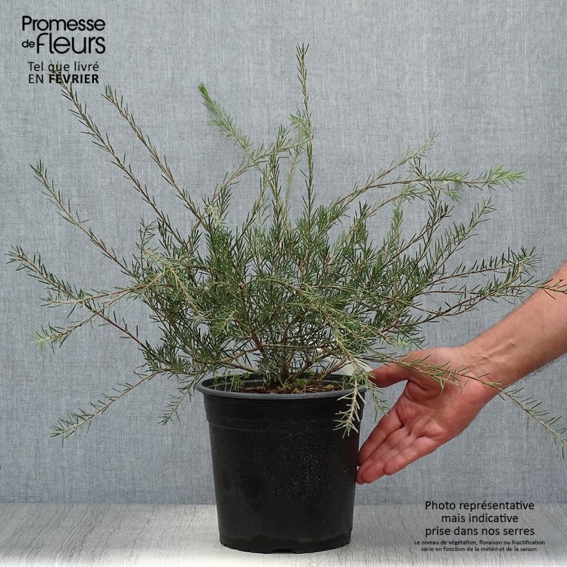 Callistemon pityoides Widdicombe Gem - Bottlebrush 4L/5L pot sample as delivered in autumn