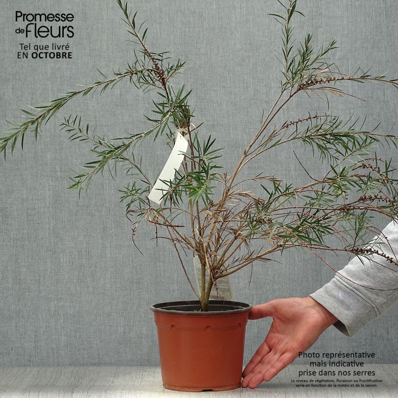 Callistemon rigidus - Bottlebrush 2L/3L pot sample as delivered in autumn