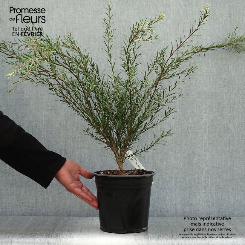 Callistemon rigidus - Bottlebrush 4L/5L pot sample as delivered in autumn