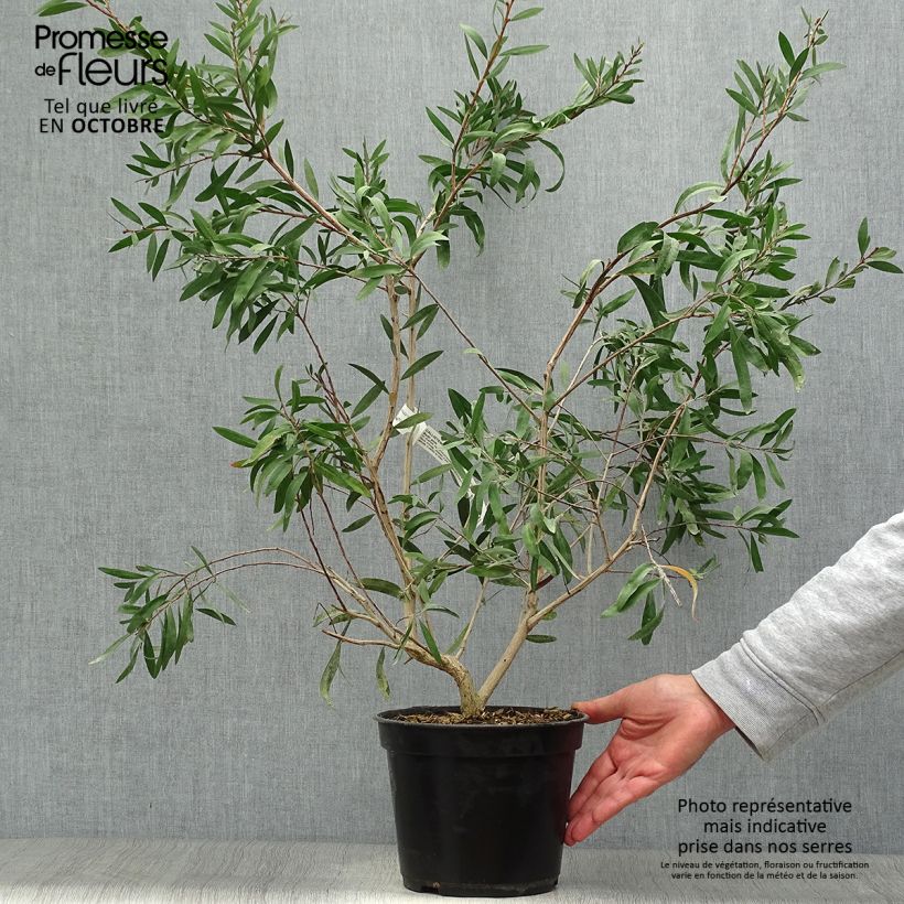 Callistemon salignus Perth Pink - Bottlebrush 4L/5L pot sample as delivered in autumn