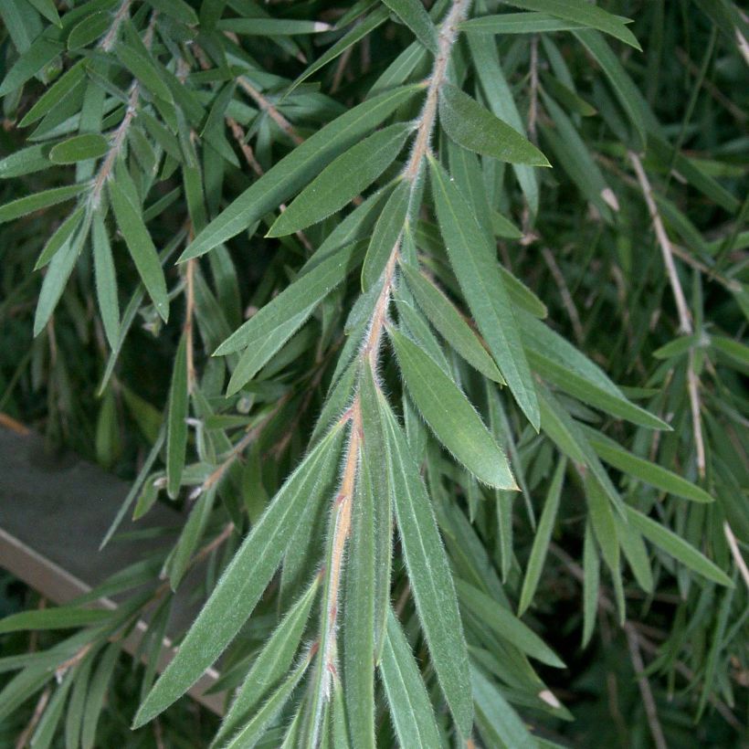 Callistemon viminalis - Bottlebrush (Foliage)