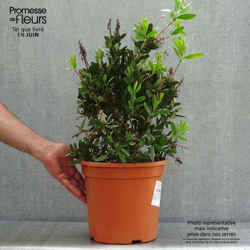 Callistemon viminalis Bright Pink - Bottlebrush 7.5L/10L pot sample as delivered in summer