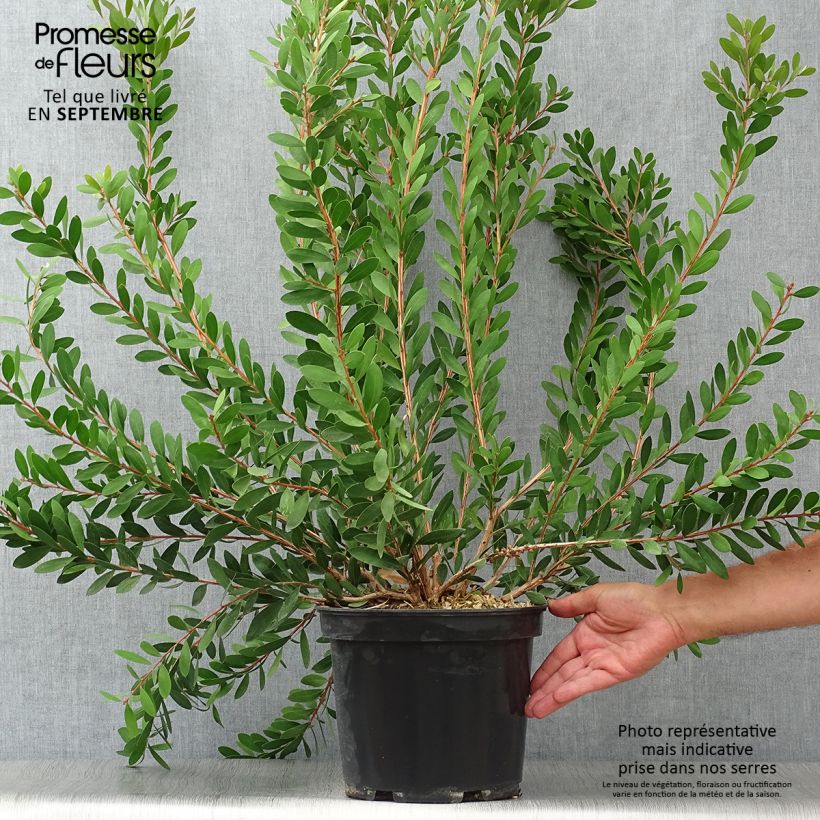 Callistemon viminalis Hot Pink - Bottlebrush 6L/7L pot sample as delivered in autumn