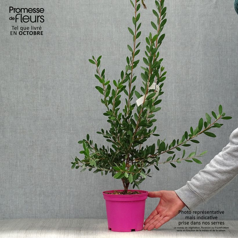 Callistemon viminalis Hot Pink - Bottlebrush 2L/3L pot sample as delivered in autumn