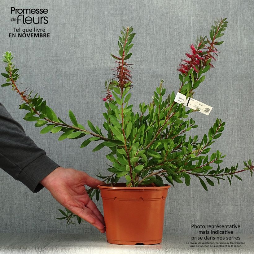 Callistemon laevis - Bottlebrush 1.5L/2L pot sample as delivered in autumn