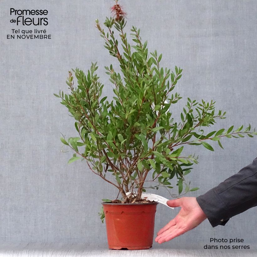 Callistemon laevis - Bottlebrush 3L/4L pot sample as delivered in autumn