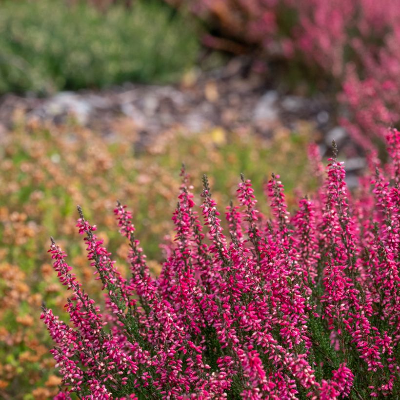 Calluna vulgaris Garden Girls Athene - Heather (Plant habit)