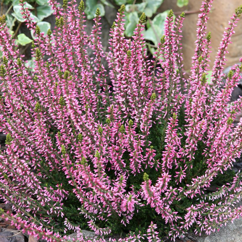 Calluna vulgaris Garden Girls Rosita - Heather (Plant habit)