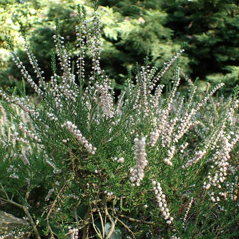 Calluna vulgaris Alba - Heather (Plant habit)
