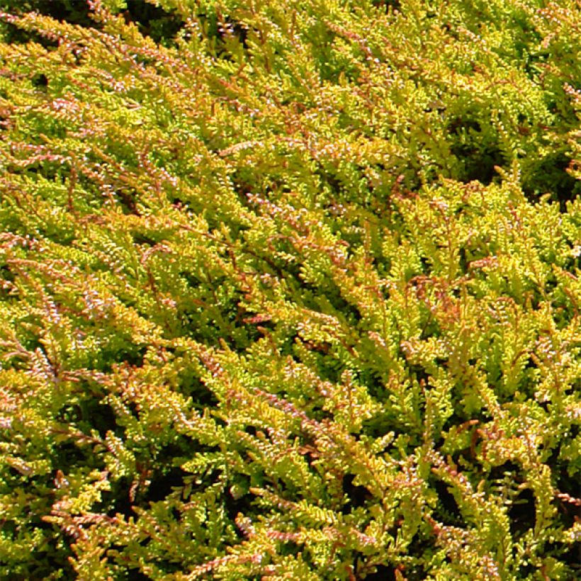 Calluna vulgaris Boskoop - Heather (Foliage)
