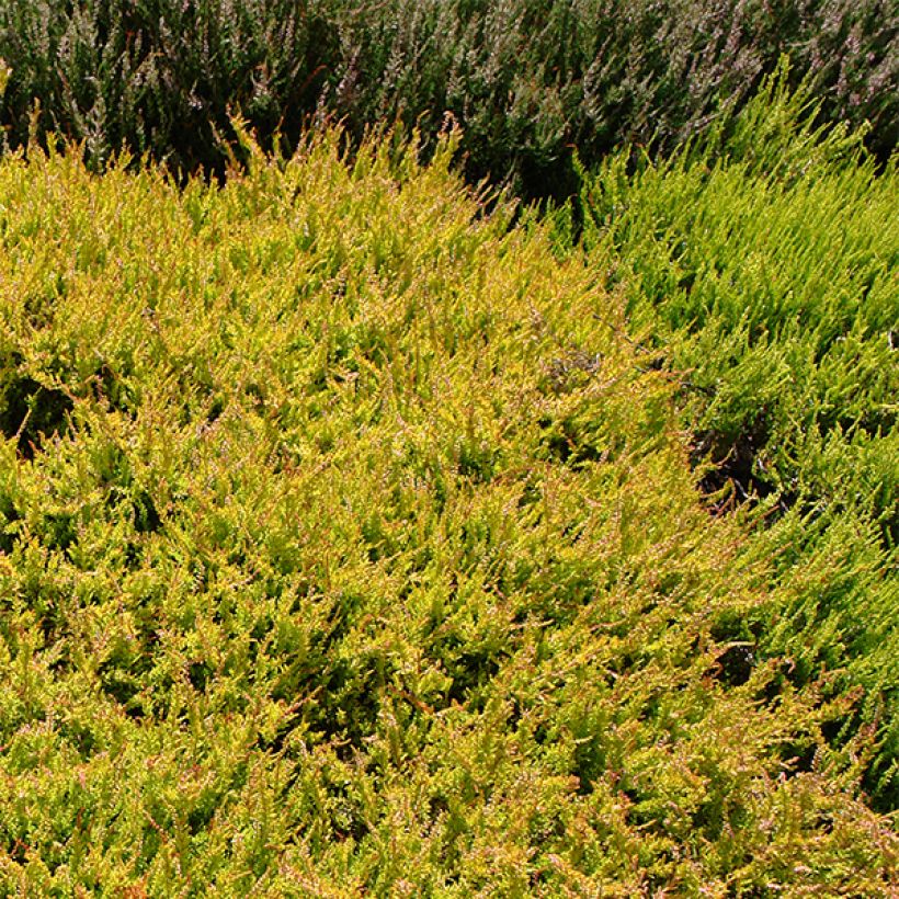 Calluna vulgaris Boskoop - Heather (Plant habit)