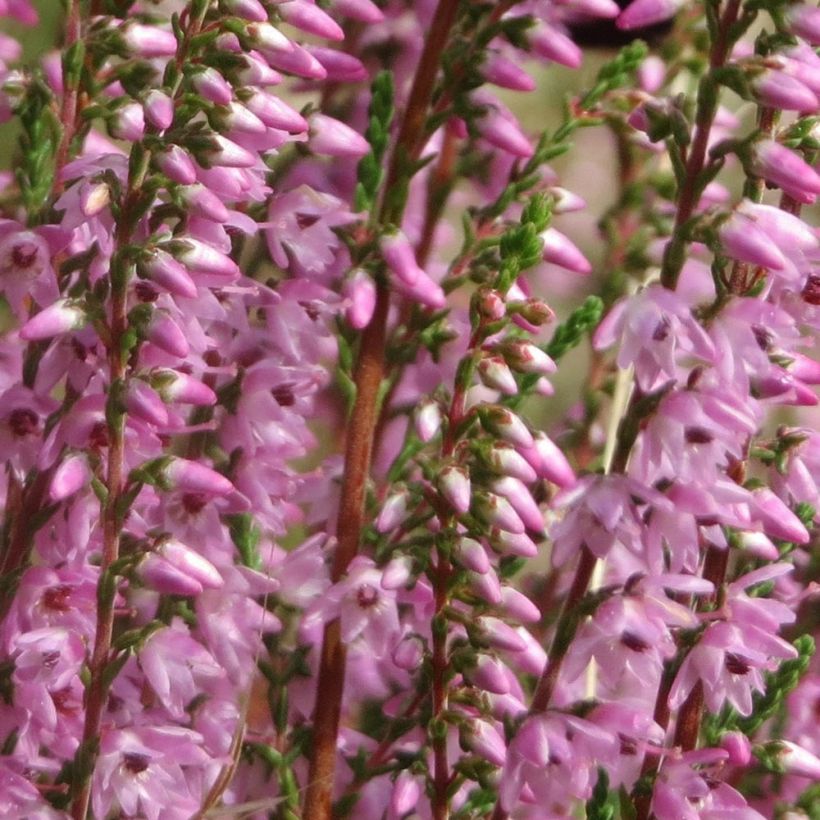 Calluna vulgaris Tib - Heather (Flowering)