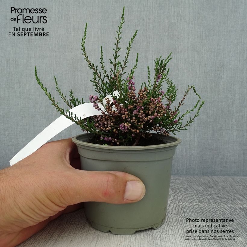 Bruyère d'été - Calluna vulgaris Tib Pot de 12 cm sample as delivered in autumn