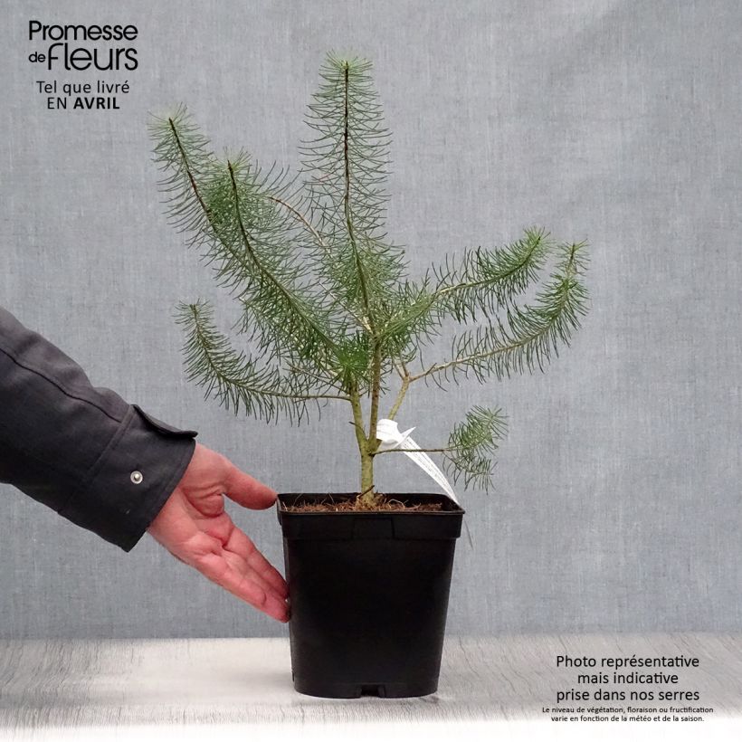Calothamnus quadrifidus Grey Form (= Grey Leaf)  Pot de 4L sample as delivered in spring
