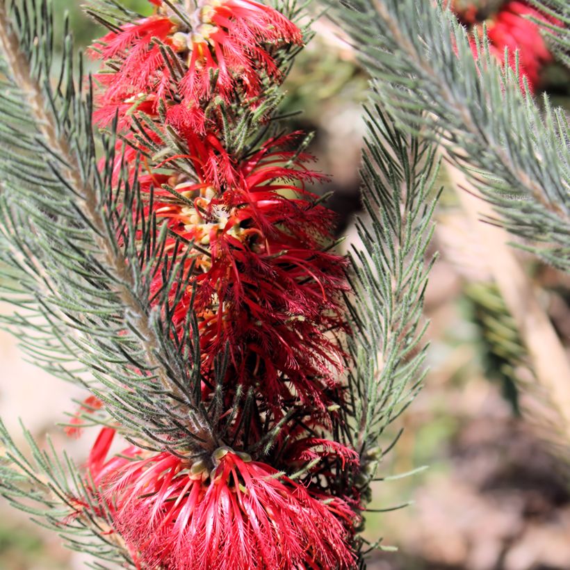 Calothamnus quadrifidus Grey Form (Flowering)