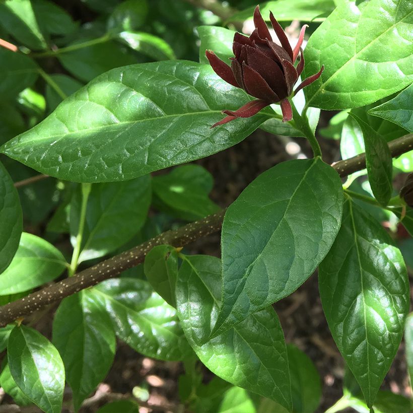 Calycanthus floridus Michael Lindsay- Sweetshrub (Foliage)