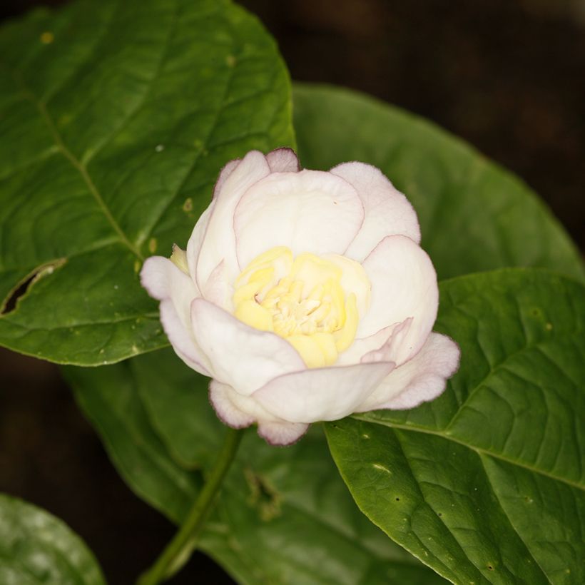 Calycanthus chinensis - Sweetshrub (Flowering)