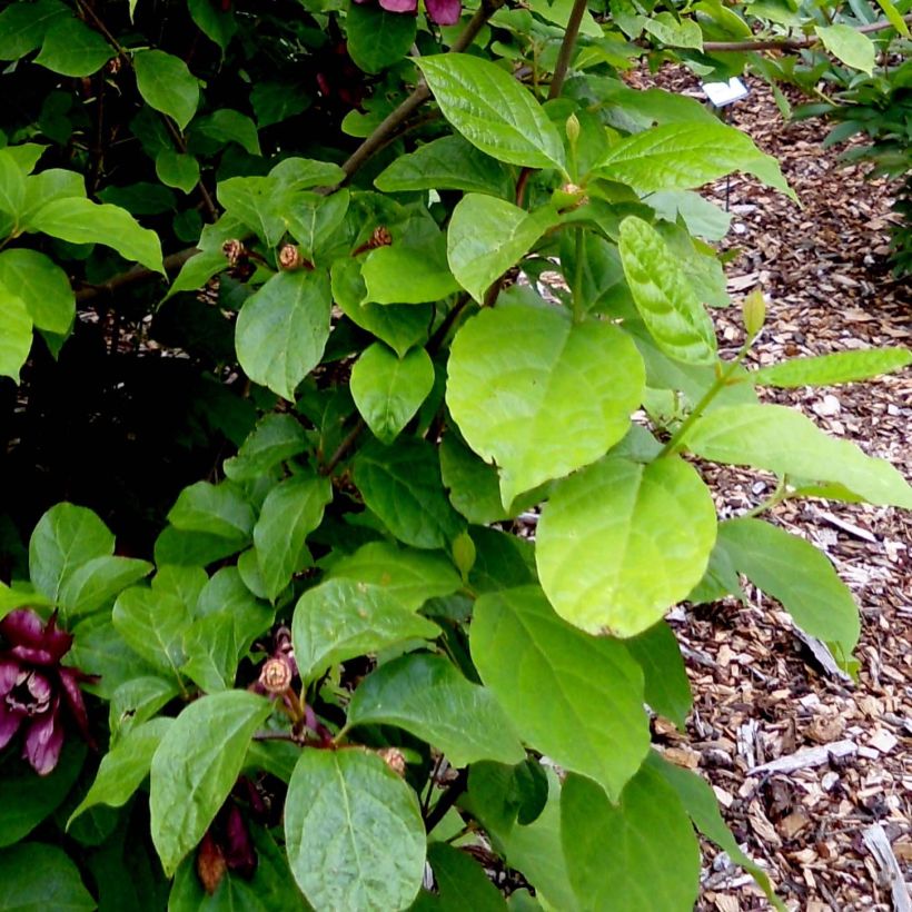 Calycanthus raulstonii Aphrodite- Sweetshrub (Foliage)
