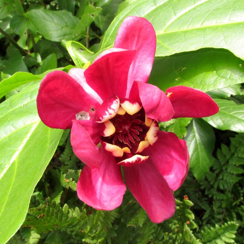 Calycanthus raulstonii Aphrodite- Sweetshrub (Flowering)