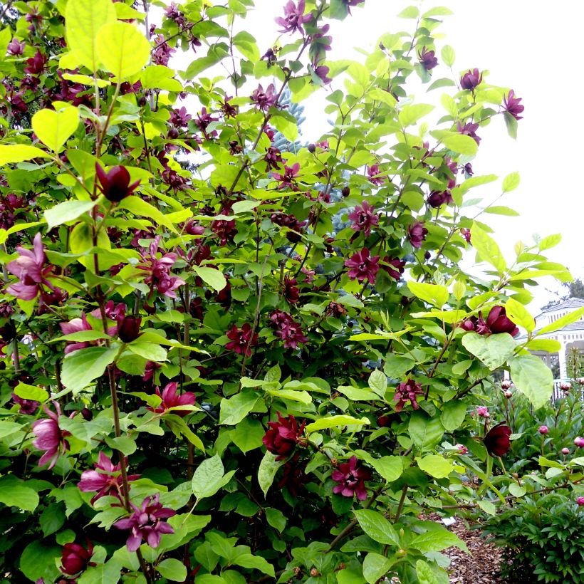 Calycanthus raulstonii Aphrodite- Sweetshrub (Plant habit)