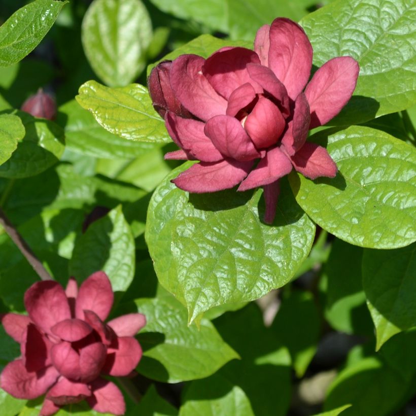 Calycanthus raulstonii Hartlage Wine- Sweetshrub (Flowering)