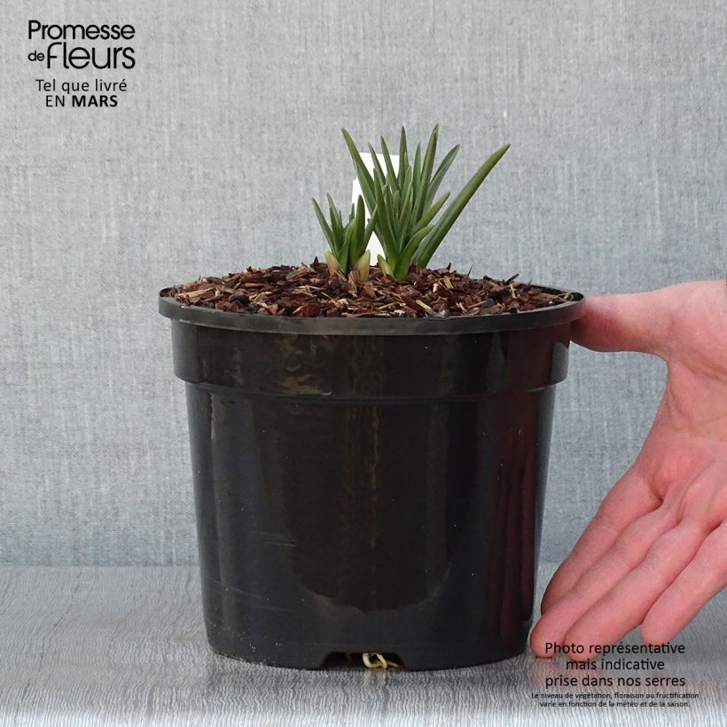 Camassia cusickii - Pot de 2L/3L sample as delivered in winter