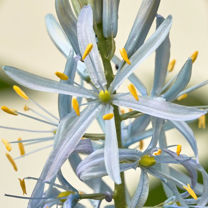 Camassia cusickii (Flowering)