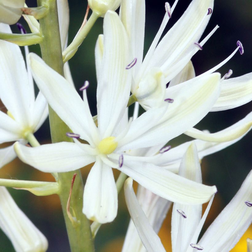 Camassia leichtlinii Alba (Flowering)
