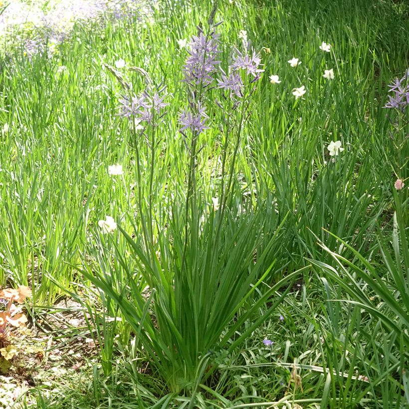 Camassia leichtlinii subsp. suksdorfii Caerulea (Plant habit)