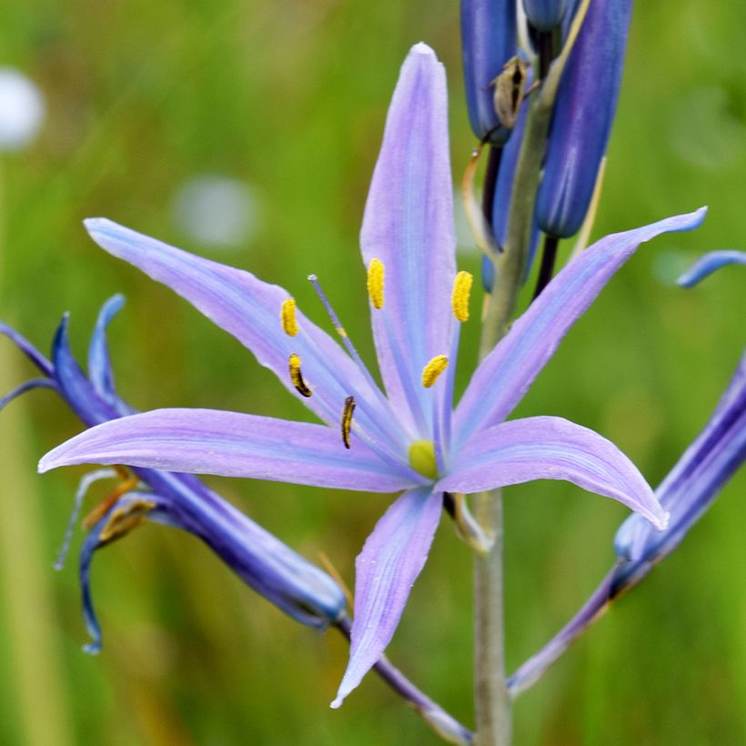 Camassia quamash Blue Melody (Flowering)